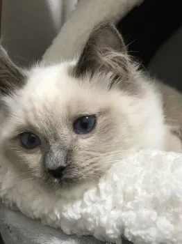 M 様のお迎えした子猫