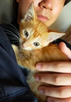 すーさん 様のお迎えした子猫