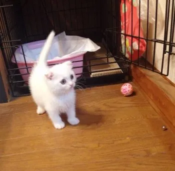 優華 様のお迎えした子猫