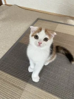 E.T 様のお迎えした子猫