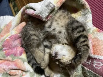 あいら 様のお迎えした子猫