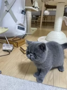 N.I 様のお迎えした子猫