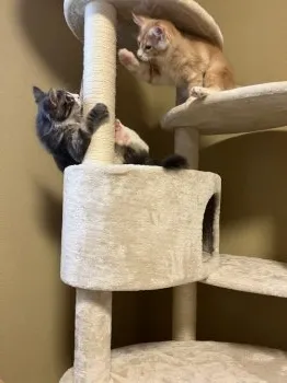 スミレ 様のお迎えした子猫