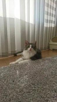 Angela 様のお迎えした子猫