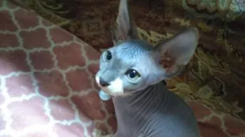 とろ 様のお迎えした子猫