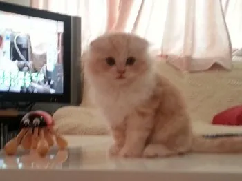 チャムママ 様のお迎えした子猫