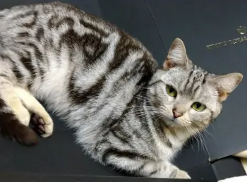 M.N 様のお迎えした子猫