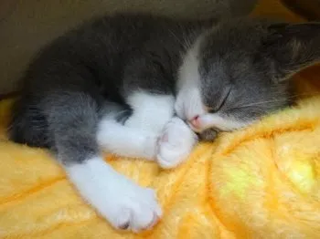 フラッシュ 様のお迎えした子猫