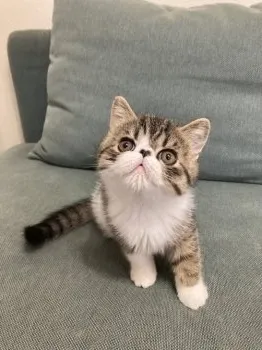 小梅 様のお迎えした子猫