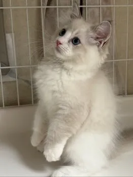 M.O 様のお迎えした子猫