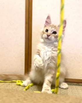 M.M 様のお迎えした子猫