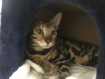 ヨシ 様のお迎えした子猫