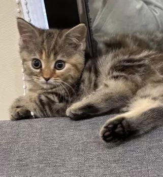 H.T 様のお迎えした子猫