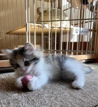 H.M 様のお迎えした子猫