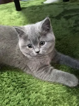 kaz 様のお迎えした子猫