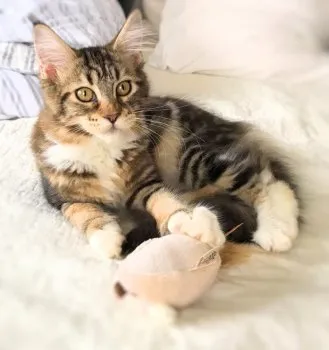 K&M 様のお迎えした子猫