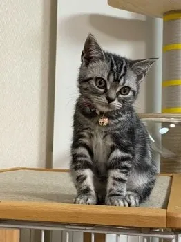 K.K 様のお迎えした子猫