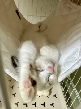 S 様のお迎えした子猫