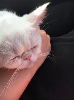ダリ子 様のお迎えした子猫