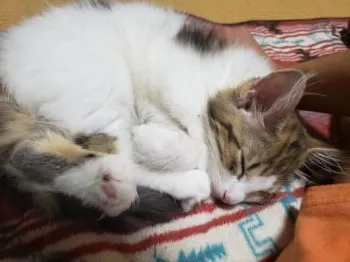 伊藤 様のお迎えした子猫