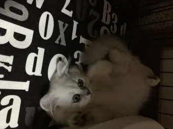 シルパパ 様のお迎えした子猫