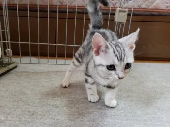 えいしん 様のお迎えした子猫