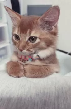 E.K 様のお迎えした子猫