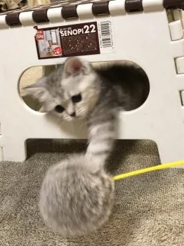 りょう 様のお迎えした子猫