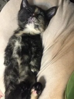 ルル 様のお迎えした子猫