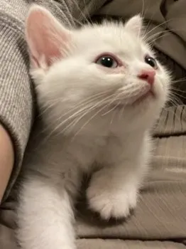 s 様のお迎えした子猫