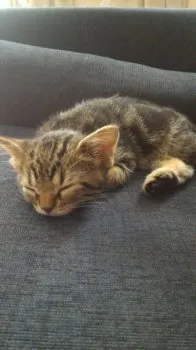 ふじい 様のお迎えした子猫