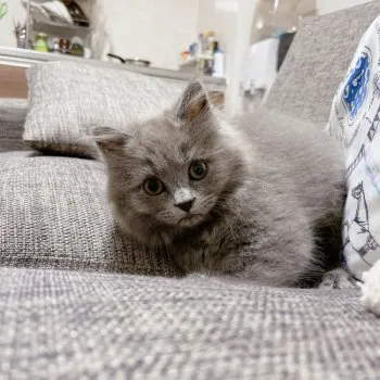 latrinite 様のお迎えした子猫