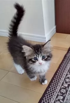 H.T 様のお迎えした子猫