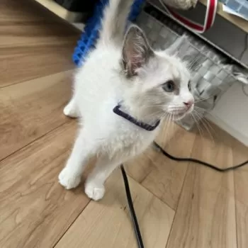 yui.m 様のお迎えした子猫