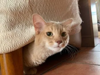 ＲＵＳＫ 様のお迎えした子猫