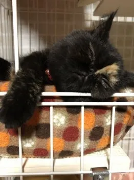 AKI 様のお迎えした子猫
