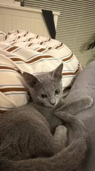 pop 様のお迎えした子猫