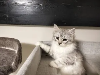 TN 様のお迎えした子猫