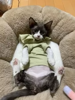 はくてん 様のお迎えした子猫