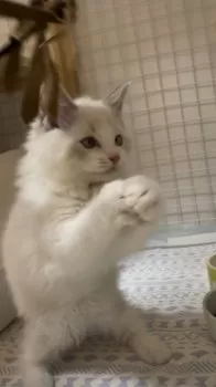 M.K 様のお迎えした子猫
