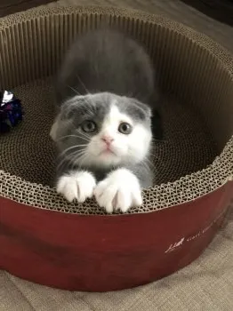 てんの家族 様のお迎えした子猫