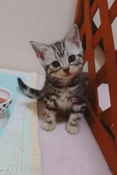 いづみ 様のお迎えした子猫