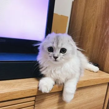 mi 様のお迎えした子猫