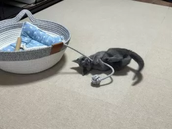 S.J 様のお迎えした子猫