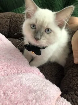 和子 様のお迎えした子猫