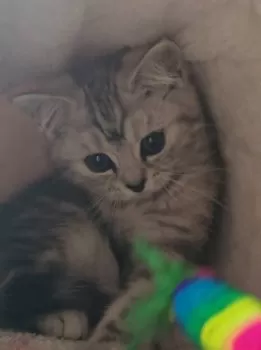 T.K 様のお迎えした子猫