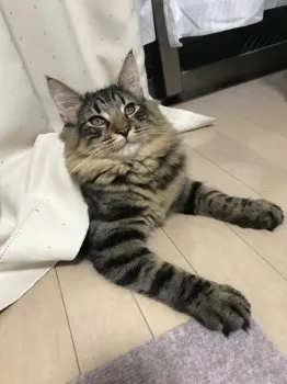 S 様のお迎えした子猫