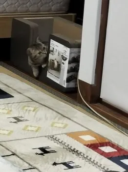 T.O 様のお迎えした子猫