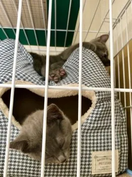 SN 様のお迎えした子猫