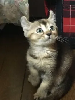 あきしげ 様のお迎えした子猫